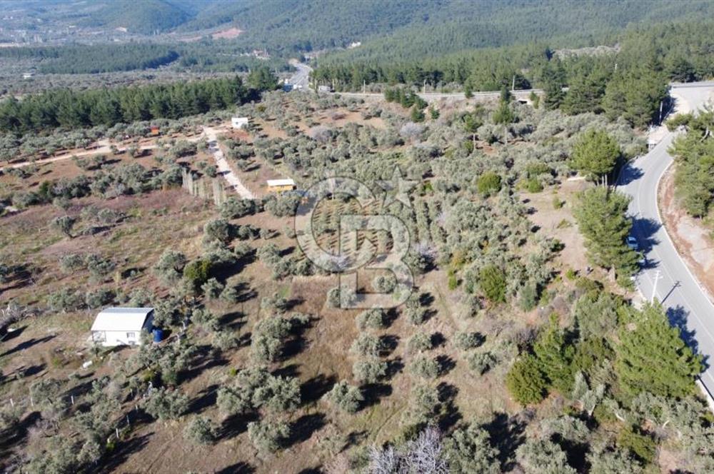Kemalpaşa Dereköy Girişi Yola cepheli Satılık Zeytinli Tarla