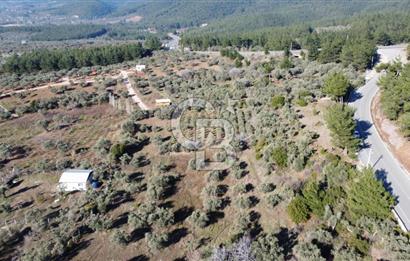 Kemalpaşa Dereköy Girişi Yola cepheli Satılık Zeytinli Tarla