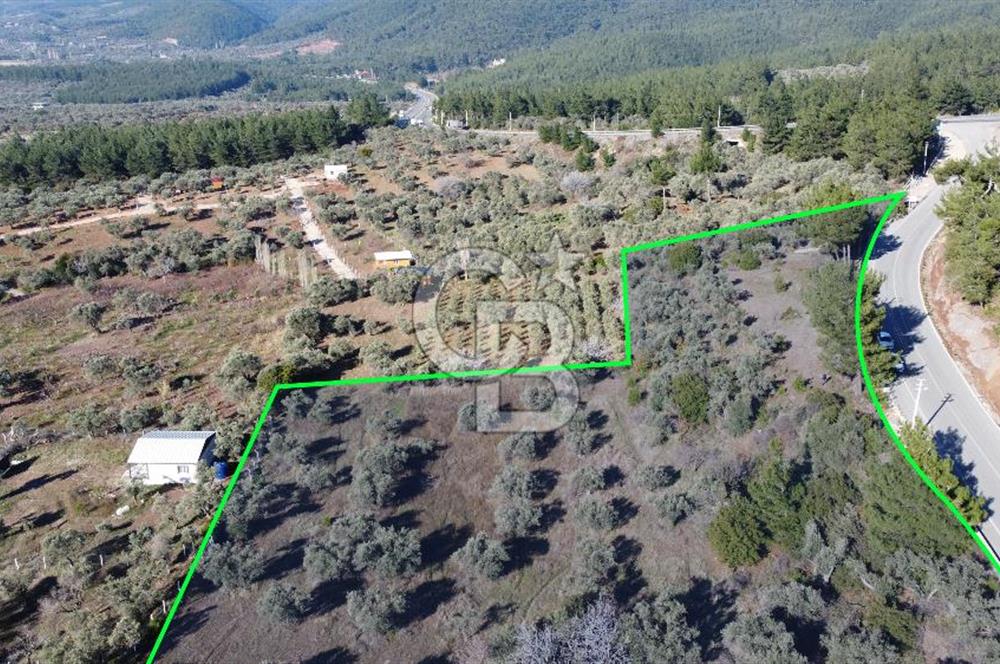 Kemalpaşa Dereköy Girişi Yola cepheli Satılık Zeytinli Tarla