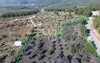Kemalpaşa Dereköy Girişi Yola cepheli Satılık Zeytinli Tarla