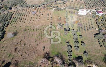Kemalpaşa Dereköyde Köy Merkezine Yakın Yol Üzeri Satılık Tarla