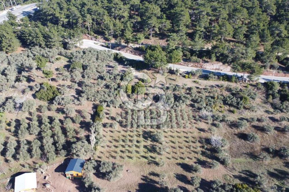 Kemalpaşa Dereköy Girişi Yola cepheli Satılık Zeytinli Tarla