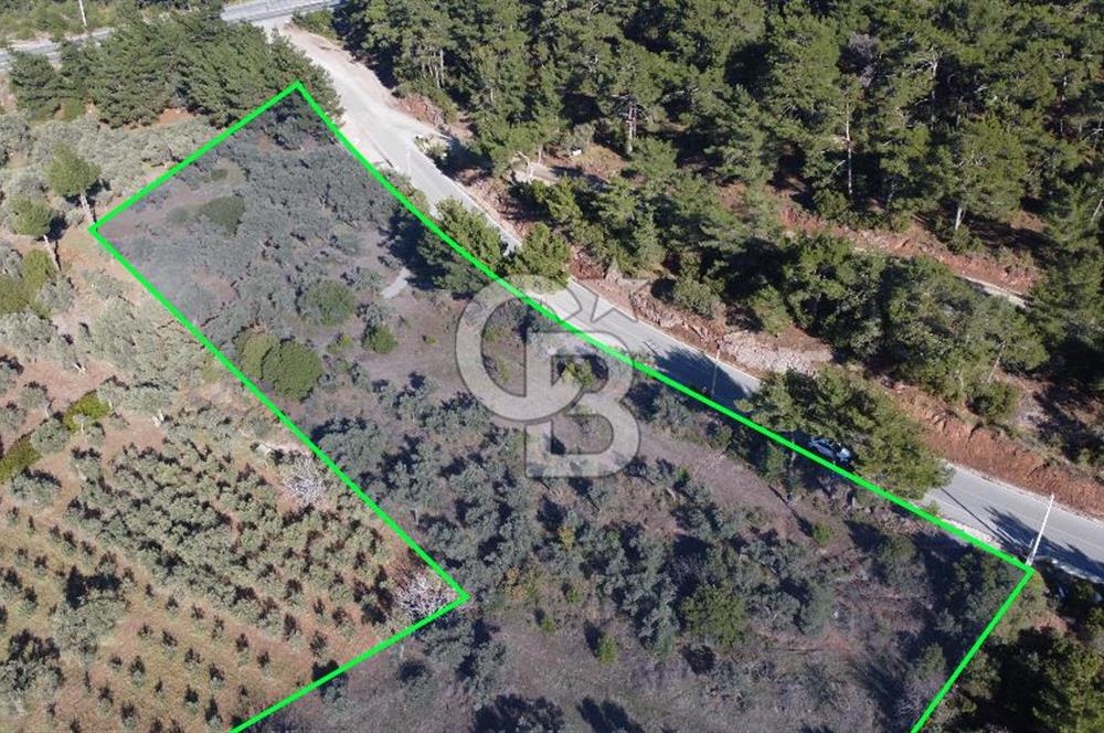 Kemalpaşa Dereköy Girişi Yola cepheli Satılık Zeytinli Tarla