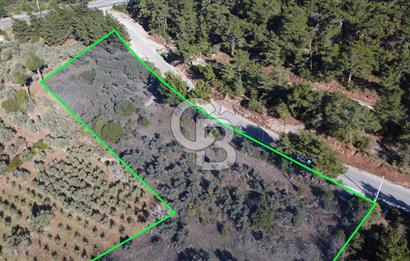 Kemalpaşa Dereköy Girişi Yola cepheli Satılık Zeytinli Tarla