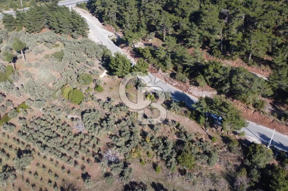 Kemalpaşa Dereköy Girişi Yola cepheli Satılık Zeytinli Tarla