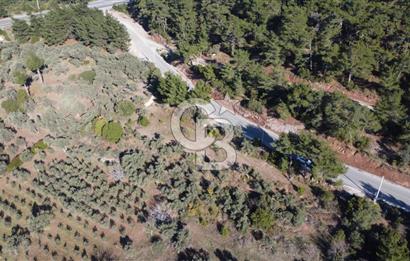 Kemalpaşa Dereköy Girişi Yola cepheli Satılık Zeytinli Tarla