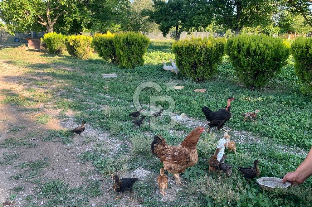 ÇUBUK TAŞPINARDA ASVALT YOLA ÇEPHE SATILIK ÇİFLİK EVİ