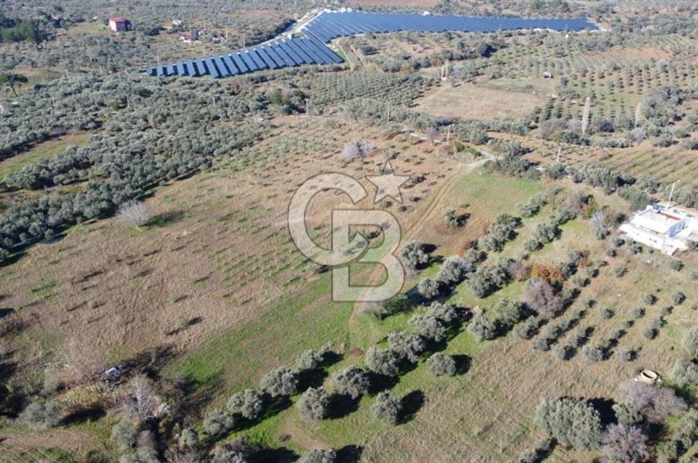 Kemalpaşa Dereköyde Köy Merkezine Yakın Yol Üzeri Satılık Tarla