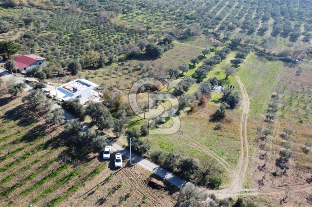 Kemalpaşa Dereköyde Köy Merkezine Yakın Yol Üzeri Satılık Tarla