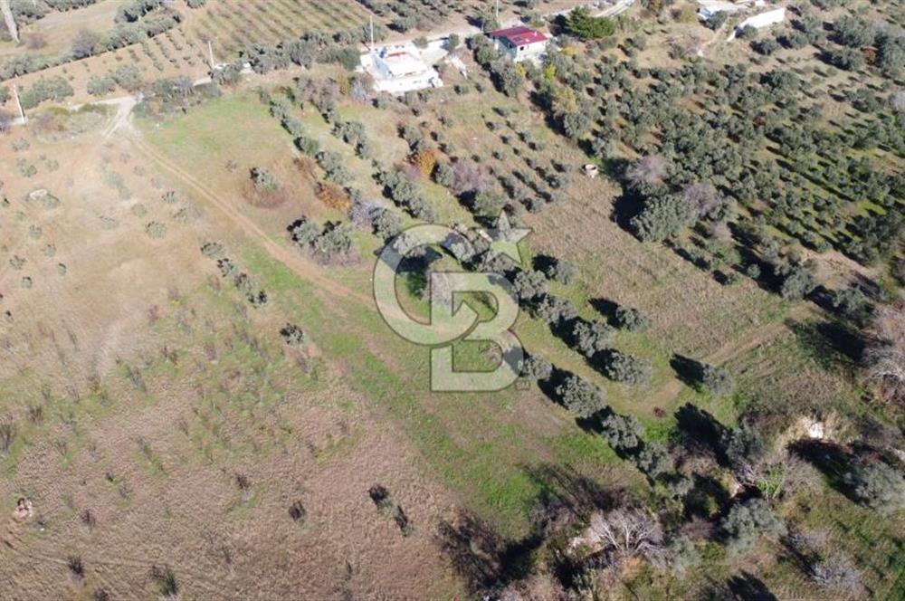 Kemalpaşa Dereköyde Köy Merkezine Yakın Yol Üzeri Satılık Tarla