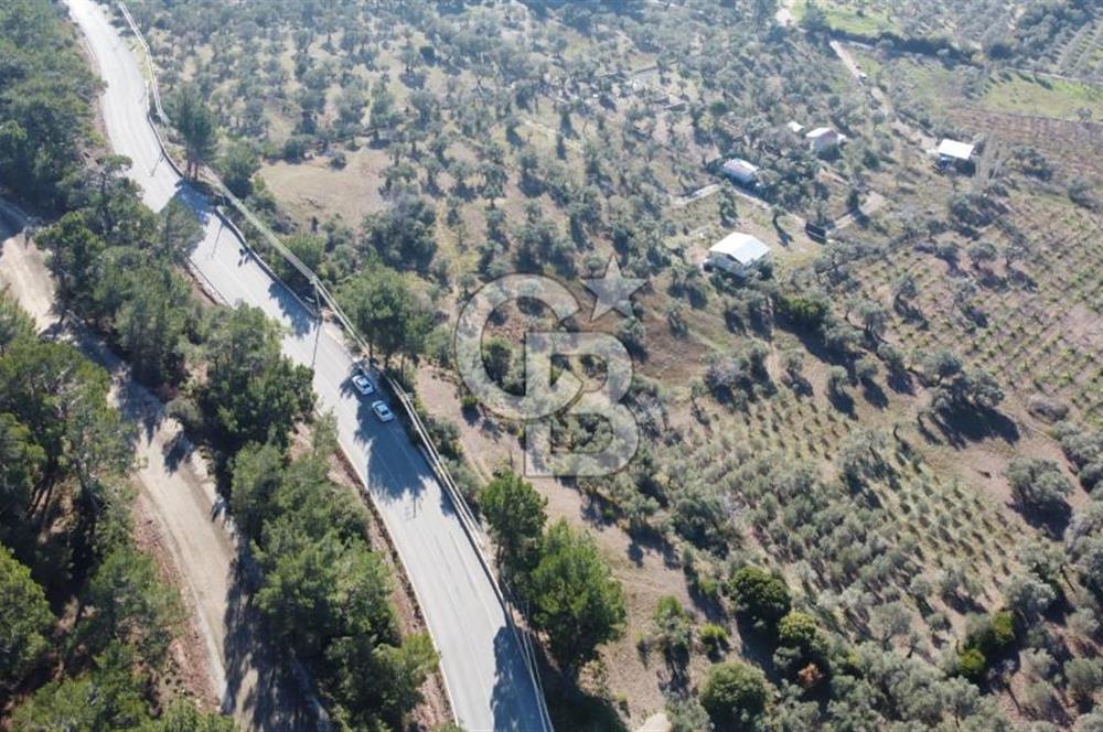 Kemalpaşa Dereköy Girişi Yola cepheli Satılık Zeytinli Tarla
