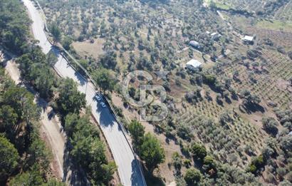 Kemalpaşa Dereköy Girişi Yola cepheli Satılık Zeytinli Tarla