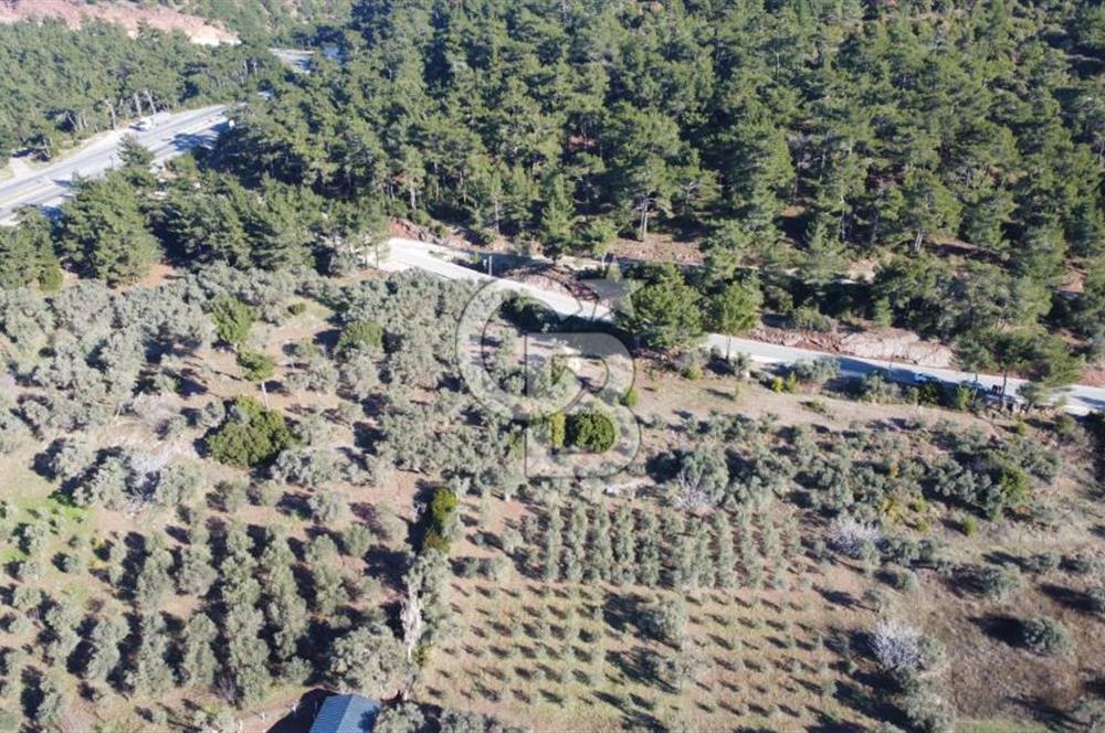 Kemalpaşa Dereköy Girişi Yola cepheli Satılık Zeytinli Tarla