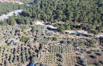 Kemalpaşa Dereköy Girişi Yola cepheli Satılık Zeytinli Tarla