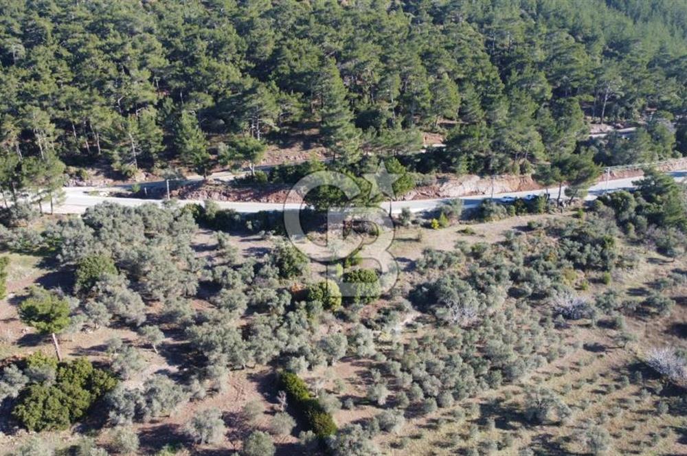 Kemalpaşa Dereköy Girişi Yola cepheli Satılık Zeytinli Tarla
