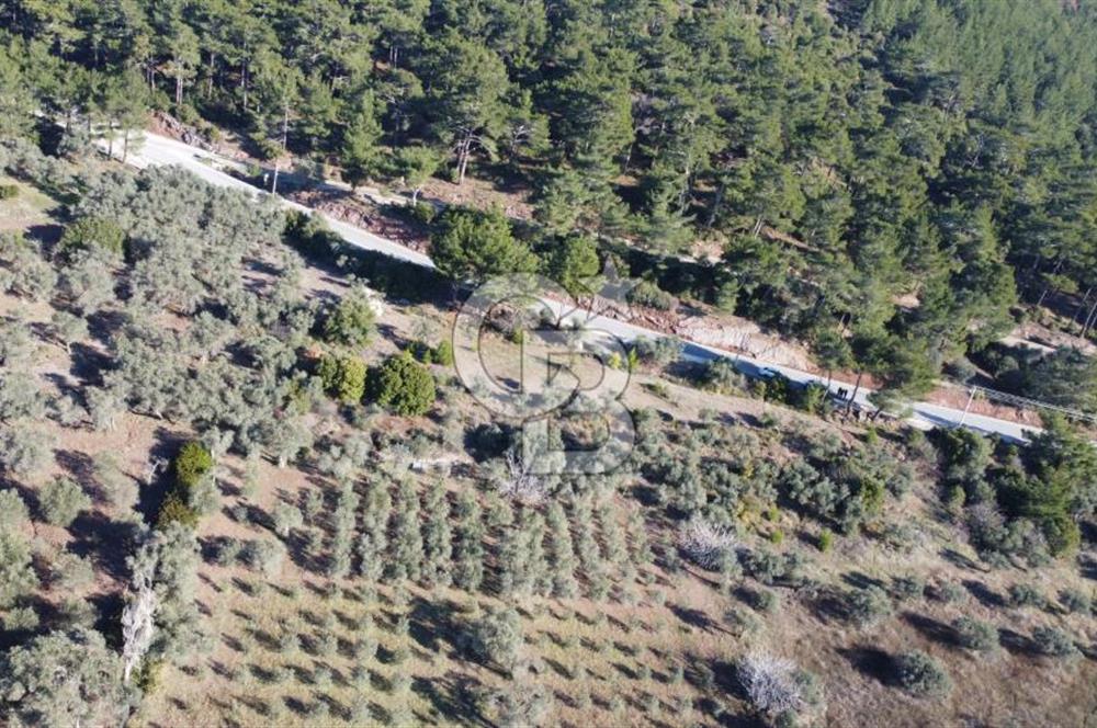Kemalpaşa Dereköy Girişi Yola cepheli Satılık Zeytinli Tarla