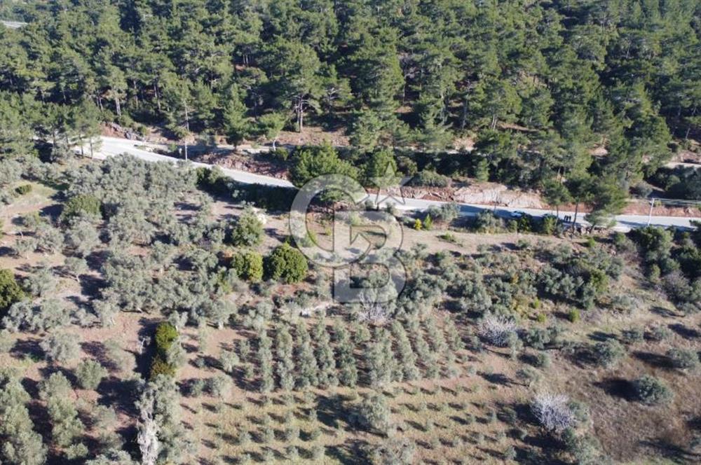 Kemalpaşa Dereköy Girişi Yola cepheli Satılık Zeytinli Tarla