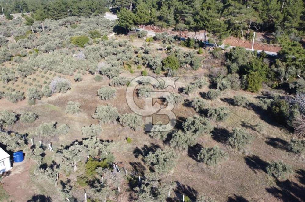 Kemalpaşa Dereköy Girişi Yola cepheli Satılık Zeytinli Tarla