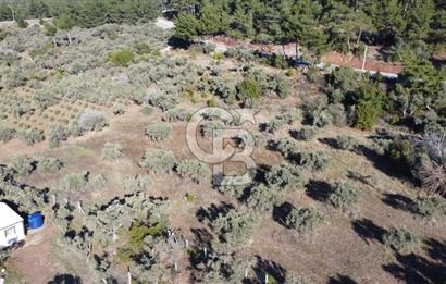 Kemalpaşa Dereköy Girişi Yola cepheli Satılık Zeytinli Tarla