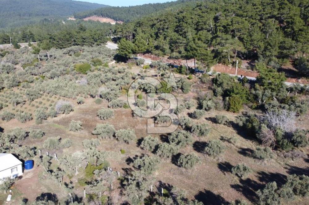 Kemalpaşa Dereköy Girişi Yola cepheli Satılık Zeytinli Tarla