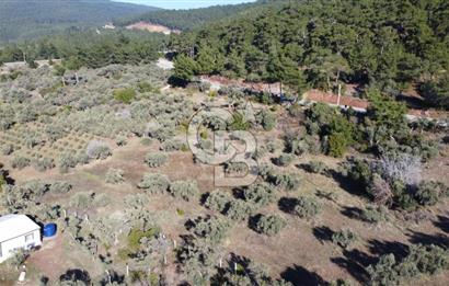 Kemalpaşa Dereköy Girişi Yola cepheli Satılık Zeytinli Tarla