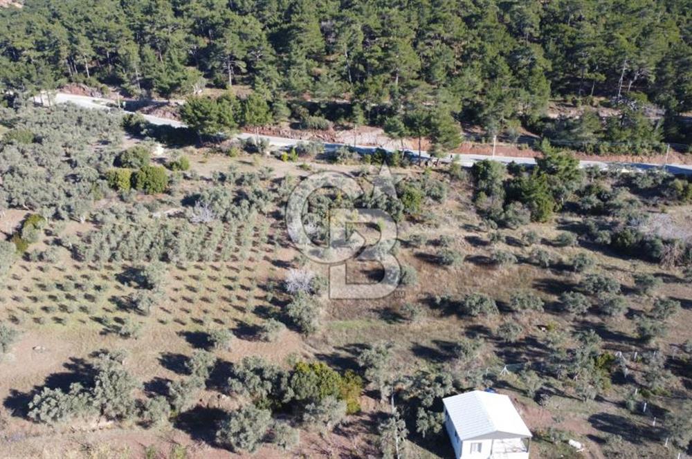 Kemalpaşa Dereköy Girişi Yola cepheli Satılık Zeytinli Tarla