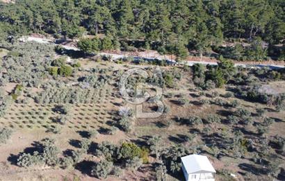 Kemalpaşa Dereköy Girişi Yola cepheli Satılık Zeytinli Tarla