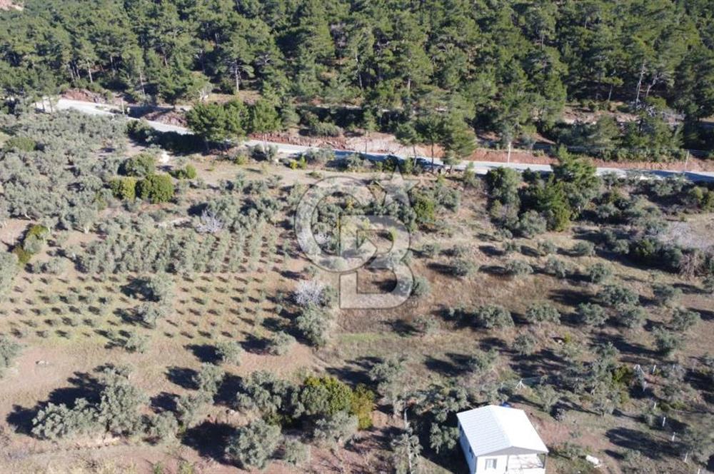 Kemalpaşa Dereköy Girişi Yola cepheli Satılık Zeytinli Tarla