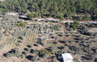 Kemalpaşa Dereköy Girişi Yola cepheli Satılık Zeytinli Tarla