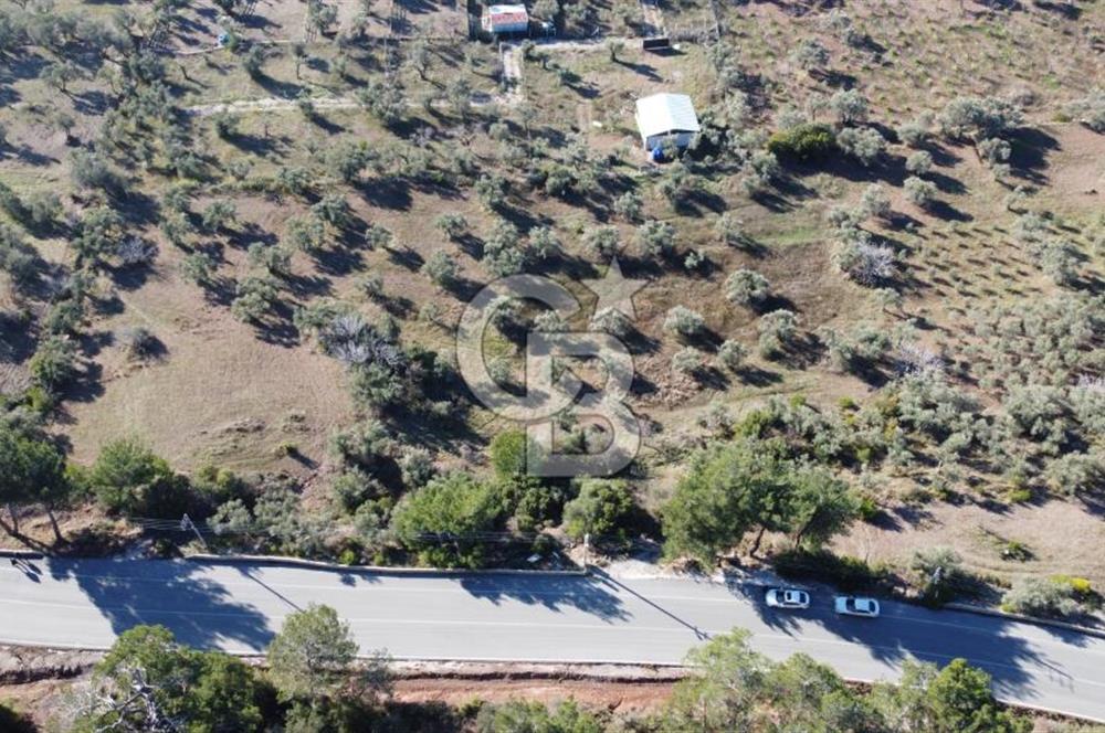 Kemalpaşa Dereköy Girişi Yola cepheli Satılık Zeytinli Tarla
