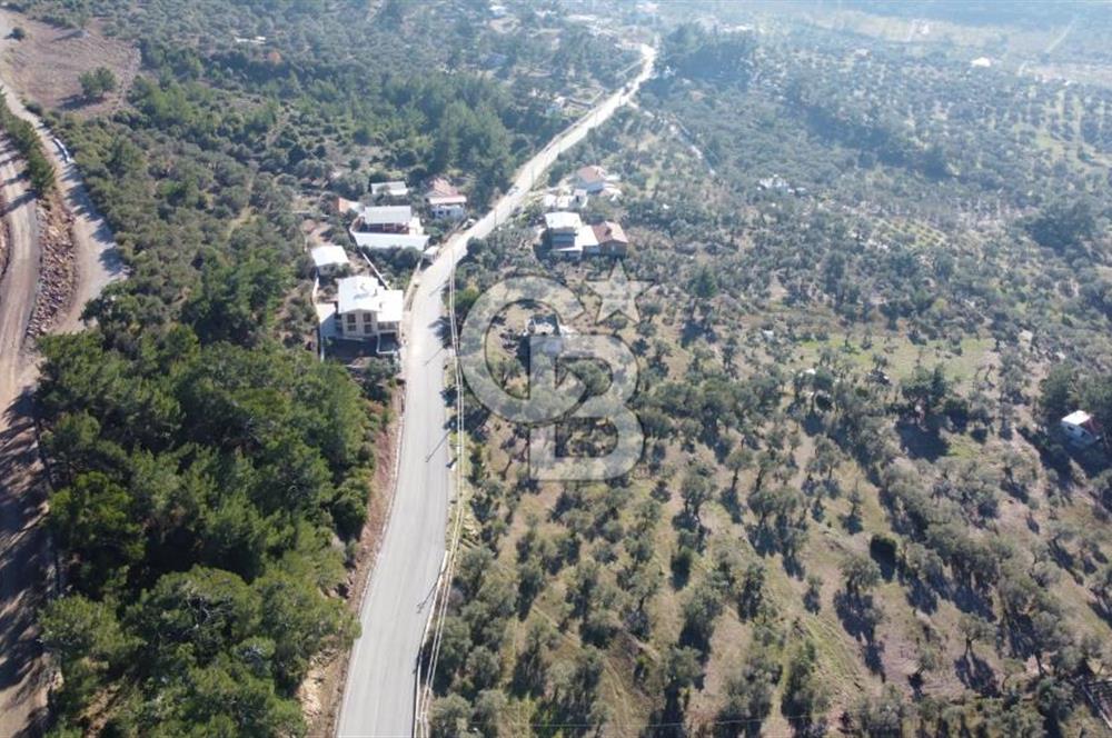 Kemalpaşa Dereköy Girişi Yola cepheli Satılık Zeytinli Tarla