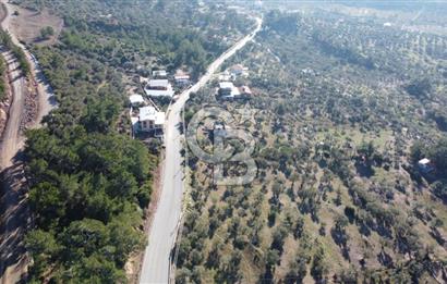 Kemalpaşa Dereköy Girişi Yola cepheli Satılık Zeytinli Tarla