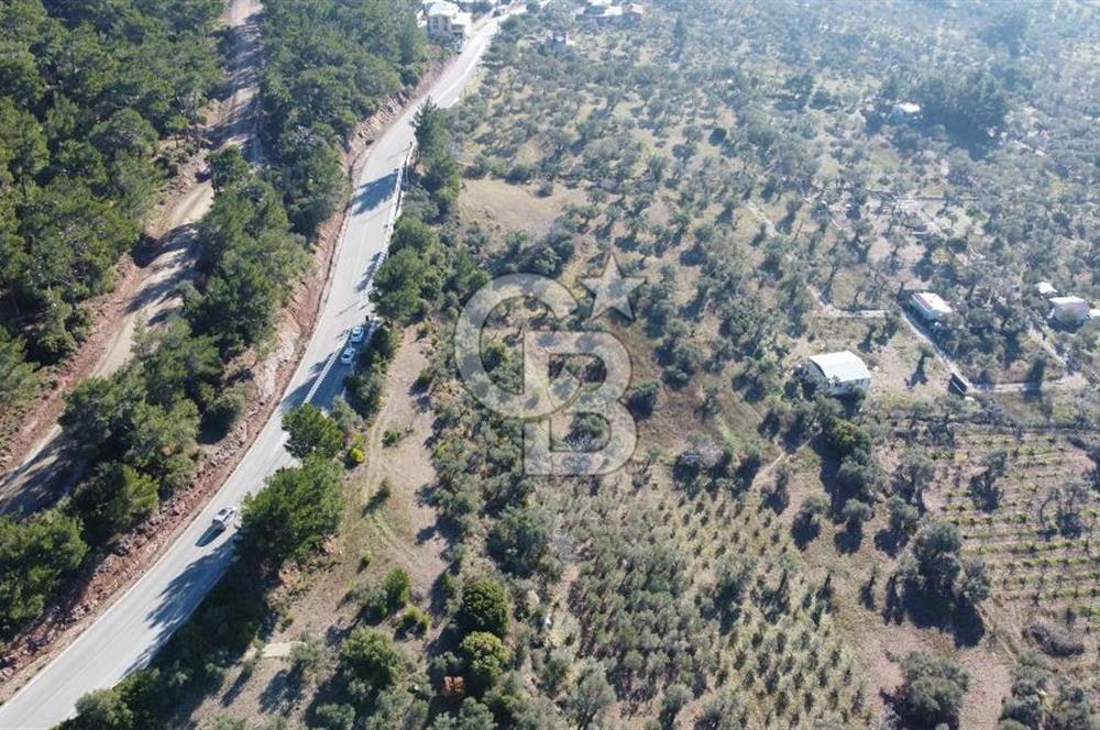 Kemalpaşa Dereköy Girişi Yola cepheli Satılık Zeytinli Tarla