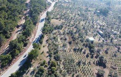 Kemalpaşa Dereköy Girişi Yola cepheli Satılık Zeytinli Tarla