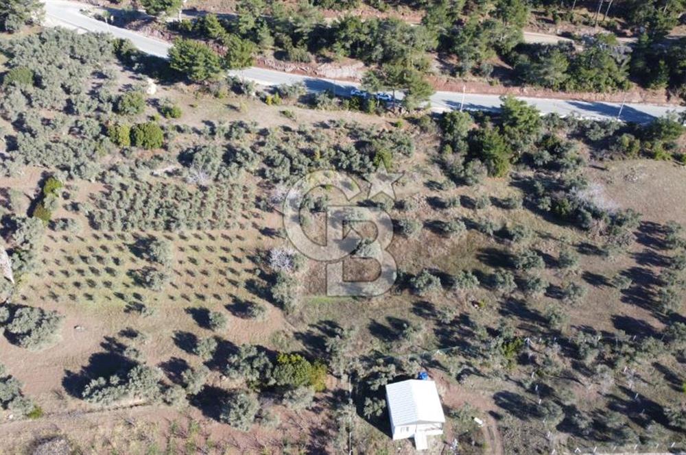 Kemalpaşa Dereköy Girişi Yola cepheli Satılık Zeytinli Tarla