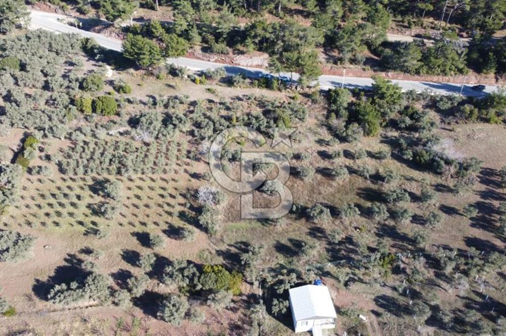 Kemalpaşa Dereköy Girişi Yola cepheli Satılık Zeytinli Tarla