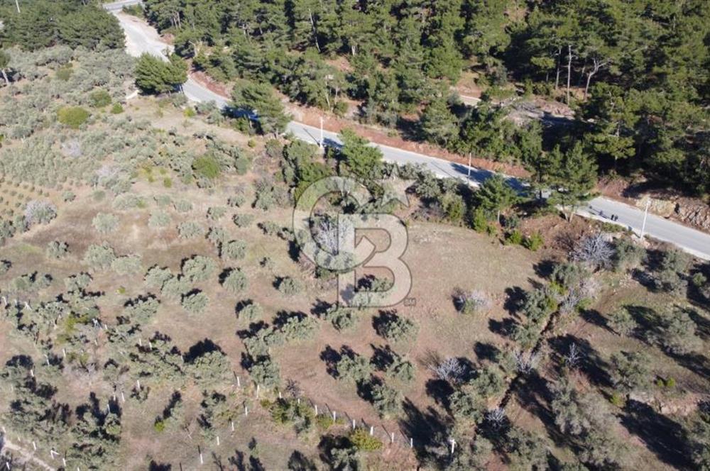 Kemalpaşa Dereköy Girişi Yola cepheli Satılık Zeytinli Tarla
