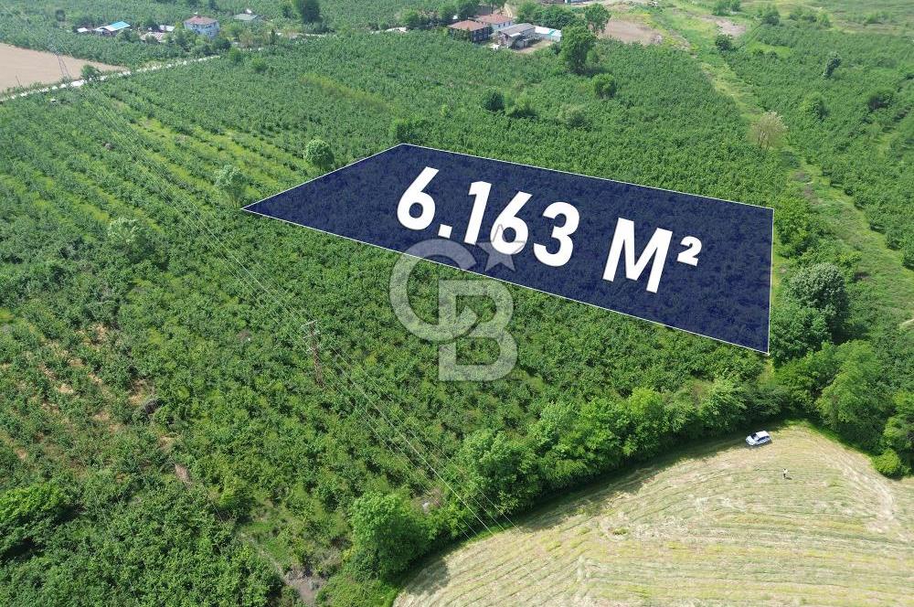 CB ENVOY'dan Düzce Musababa'da İmar Sınırında 6.163m2 Tarla