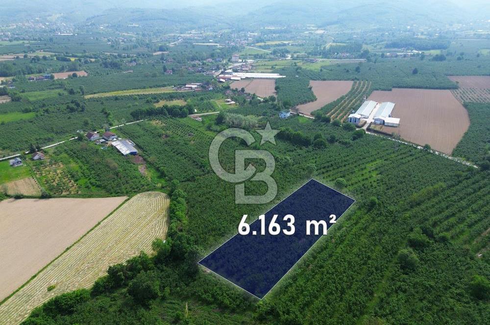 CB ENVOY'dan Düzce Musababa'da İmar Sınırında 6.163m2 Tarla