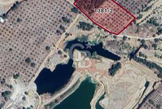 Muğla Menteşe de  satılık zeytinlik tarla