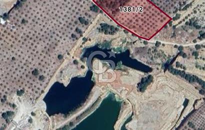 Muğla Menteşe de  satılık zeytinlik tarla