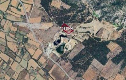Muğla Menteşe de  satılık zeytinlik tarla