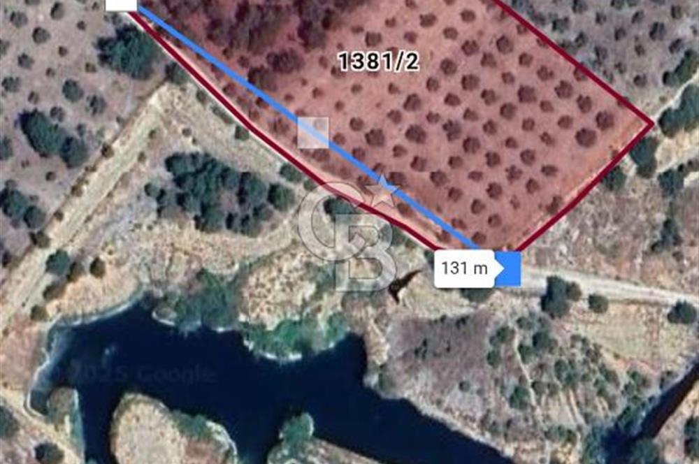 Muğla Menteşe de  satılık zeytinlik tarla