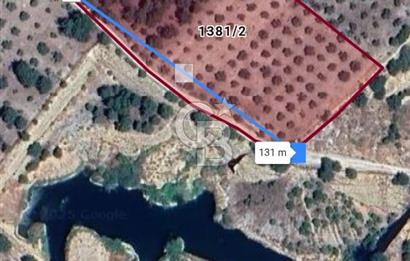 Muğla Menteşe de  satılık zeytinlik tarla