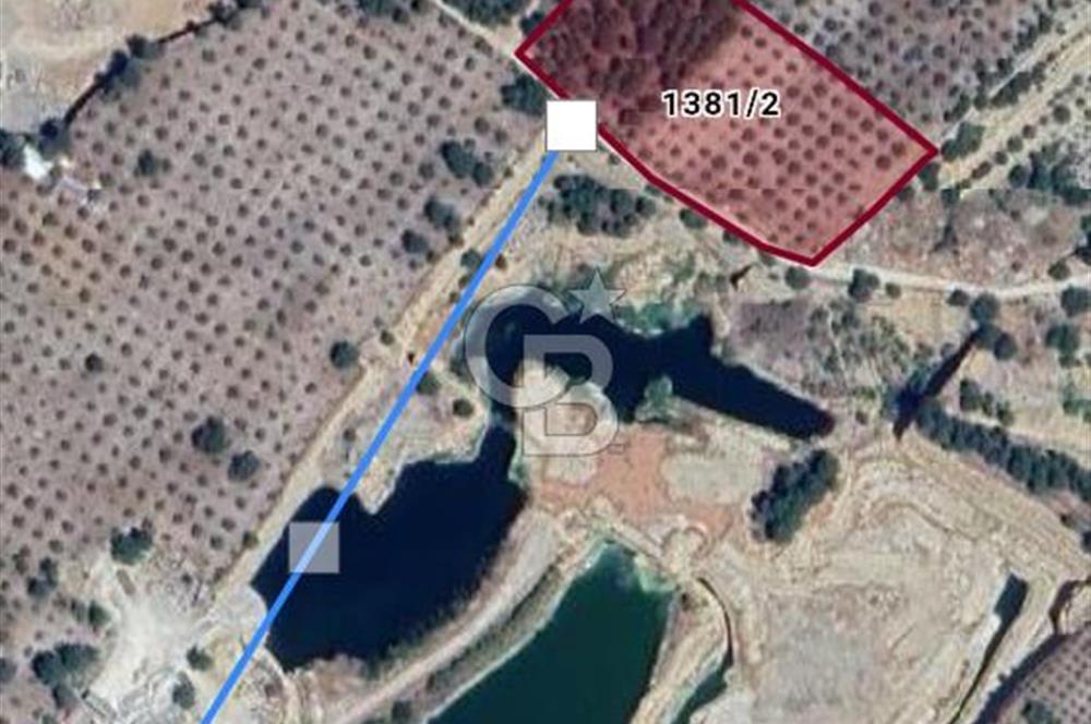 Muğla Menteşe de  satılık zeytinlik tarla