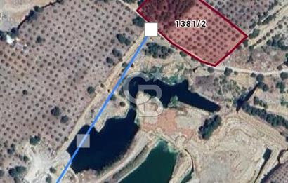 Muğla Menteşe de  satılık zeytinlik tarla