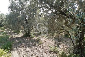 ORHANGAZİ KERAMET SATILIK 1445M2 BAKIMLI ZEYTİNLİK!.