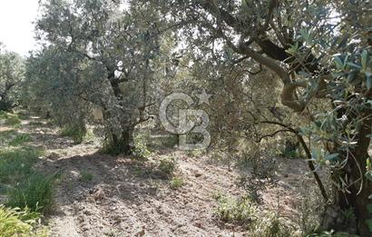 ORHANGAZİ KERAMET SATILIK 1445M2 BAKIMLI ZEYTİNLİK!.