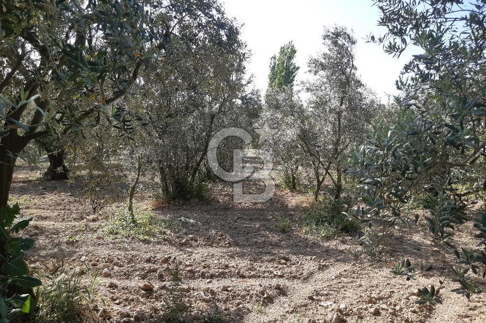 ORHANGAZİ KERAMET SATILIK 1445M2 BAKIMLI ZEYTİNLİK!.
