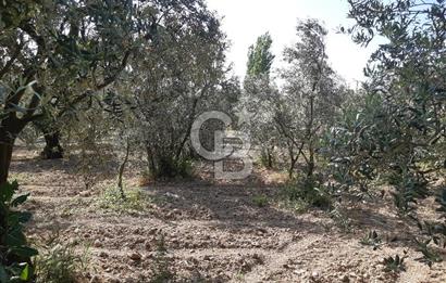 ORHANGAZİ KERAMET SATILIK 1445M2 BAKIMLI ZEYTİNLİK!.